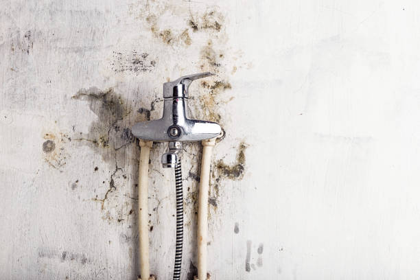 Best Professional Mold Removal  in Bridgman, MI