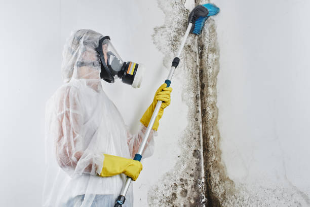 Best Home Mold Removal  in Bridgman, MI
