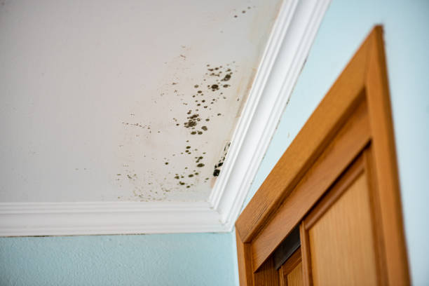 Best Local Mold Removal Service  in Bridgman, MI