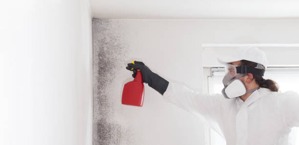 Best Toxic Mold Removal  in Bridgman, MI