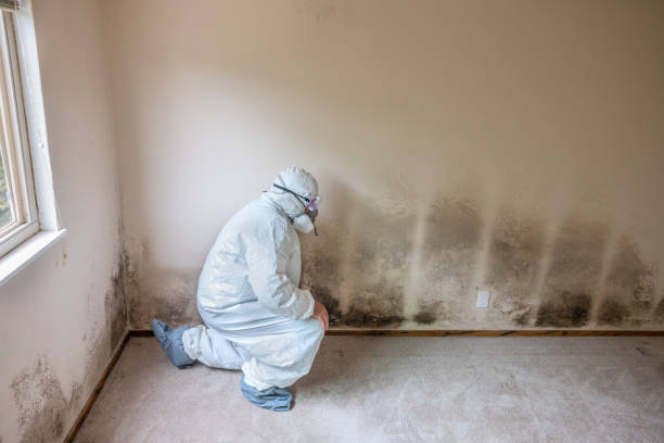 Best Mold Removal and Inspection  in Bridgman, MI