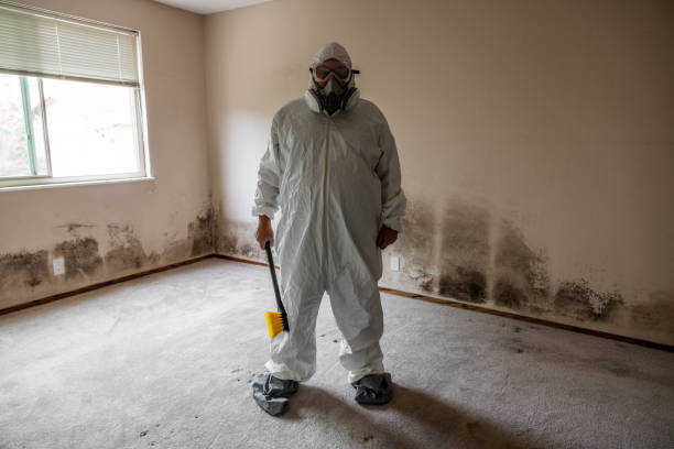 Best Fast Mold Removal  in Bridgman, MI