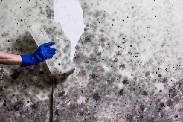 Best Mold Damage Repair  in Bridgman, MI