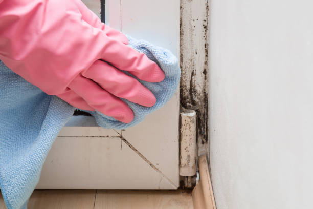 Best Mold Remediation  in Bridgman, MI